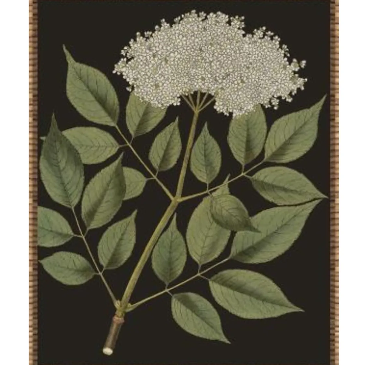 Wall Art | Star Fumiture Botanique II