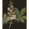Wall Art | Star Fumiture Botanique III