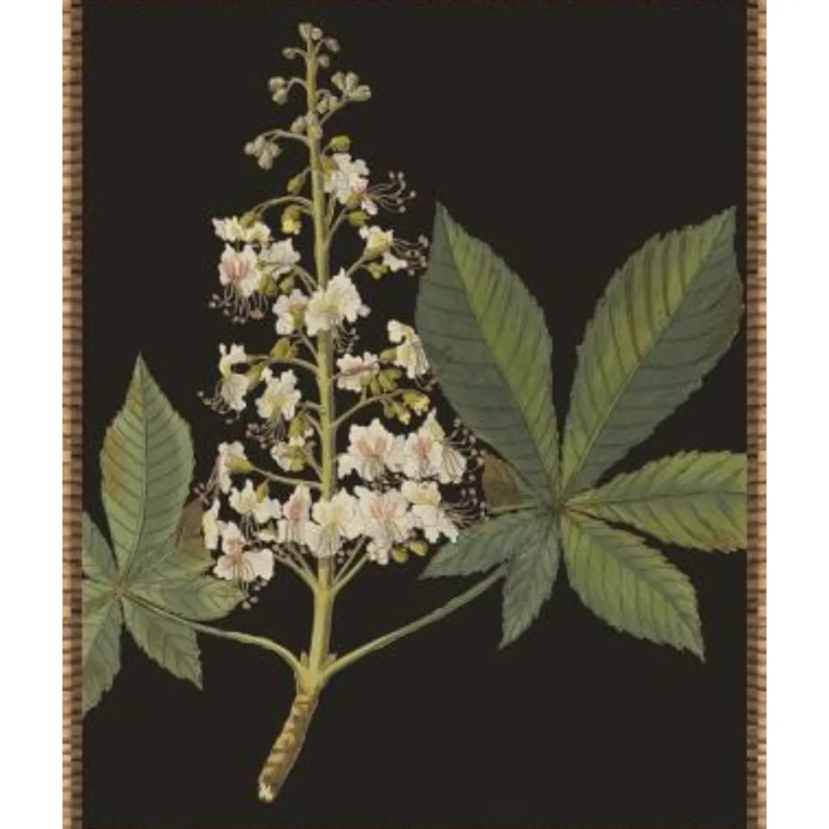 Wall Art | Star Fumiture Botanique III