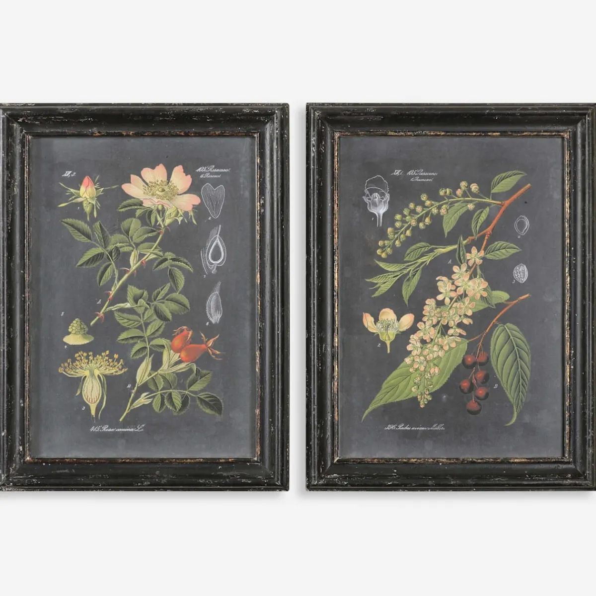 Wall Art | Star Fumiture Midnight Botanicals Prints Set of 2